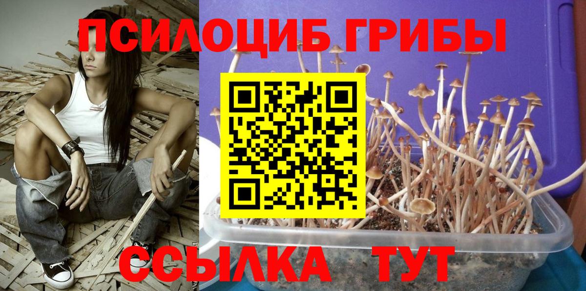 Псилоцибиновые грибы Psilocybine cubensis Ликино-Дулёво